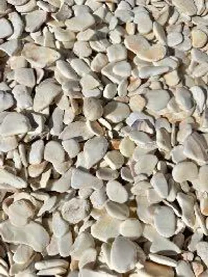 Campbell Shell white pebble