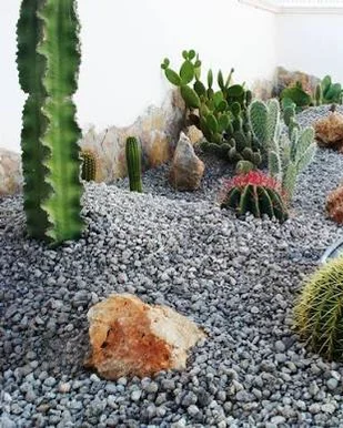 Cactus garden on grey gravel with red lava rock accents
